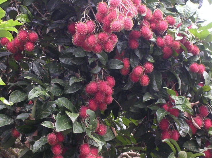 a bunch of fruits hanging from the nches of trees