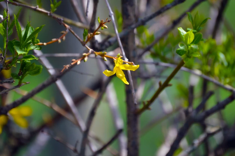 a single yellow flower is on the top of a tree