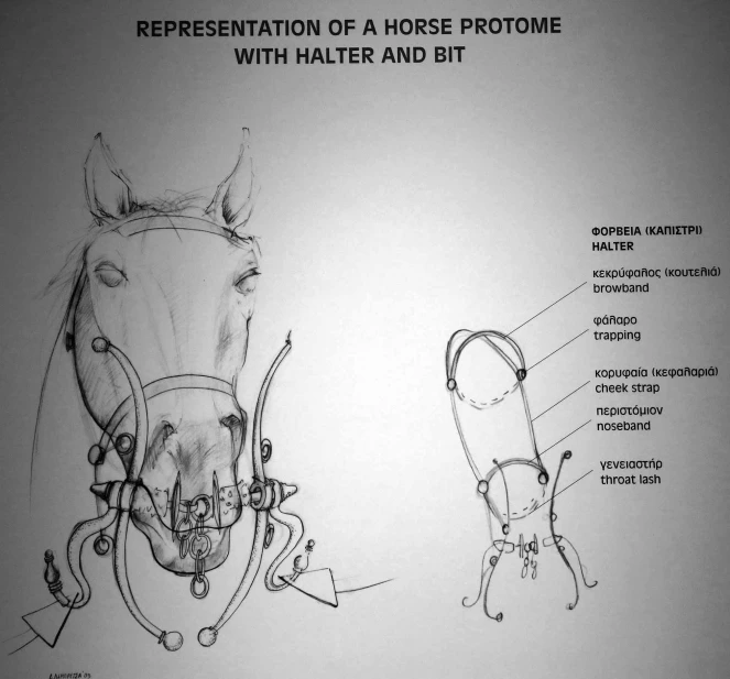 a page shows the anatomy of a horse and its attributes