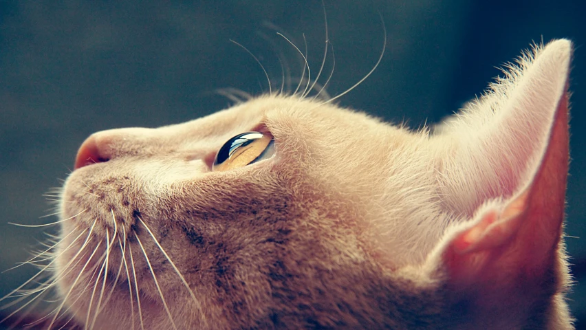 the top view of a cat looking upwards at soing