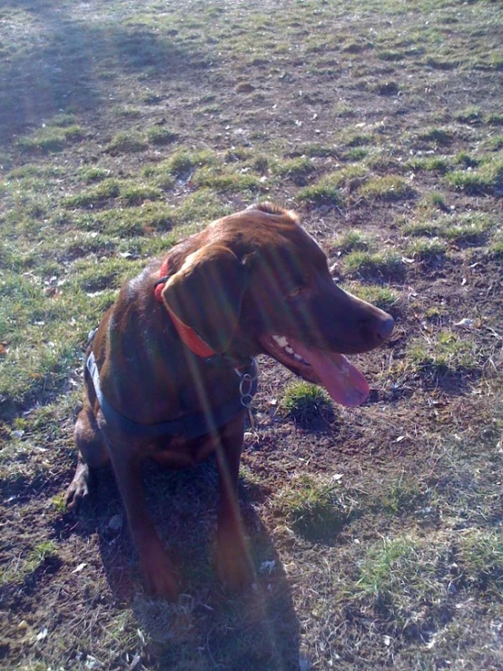 dog sitting in a field with a leash around its neck