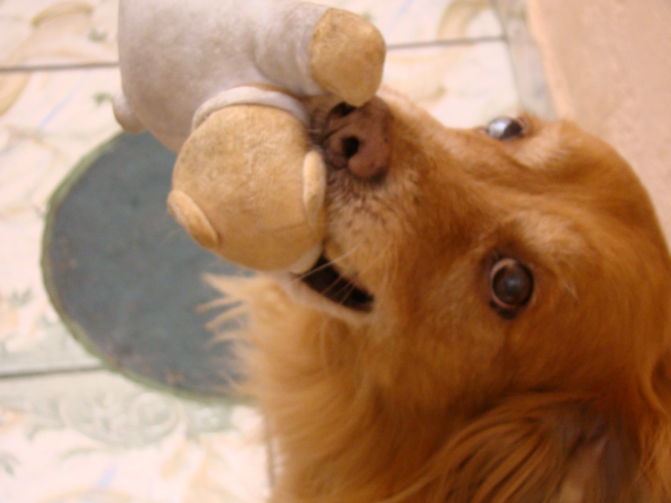 a dog playing with a stuffed animal toy