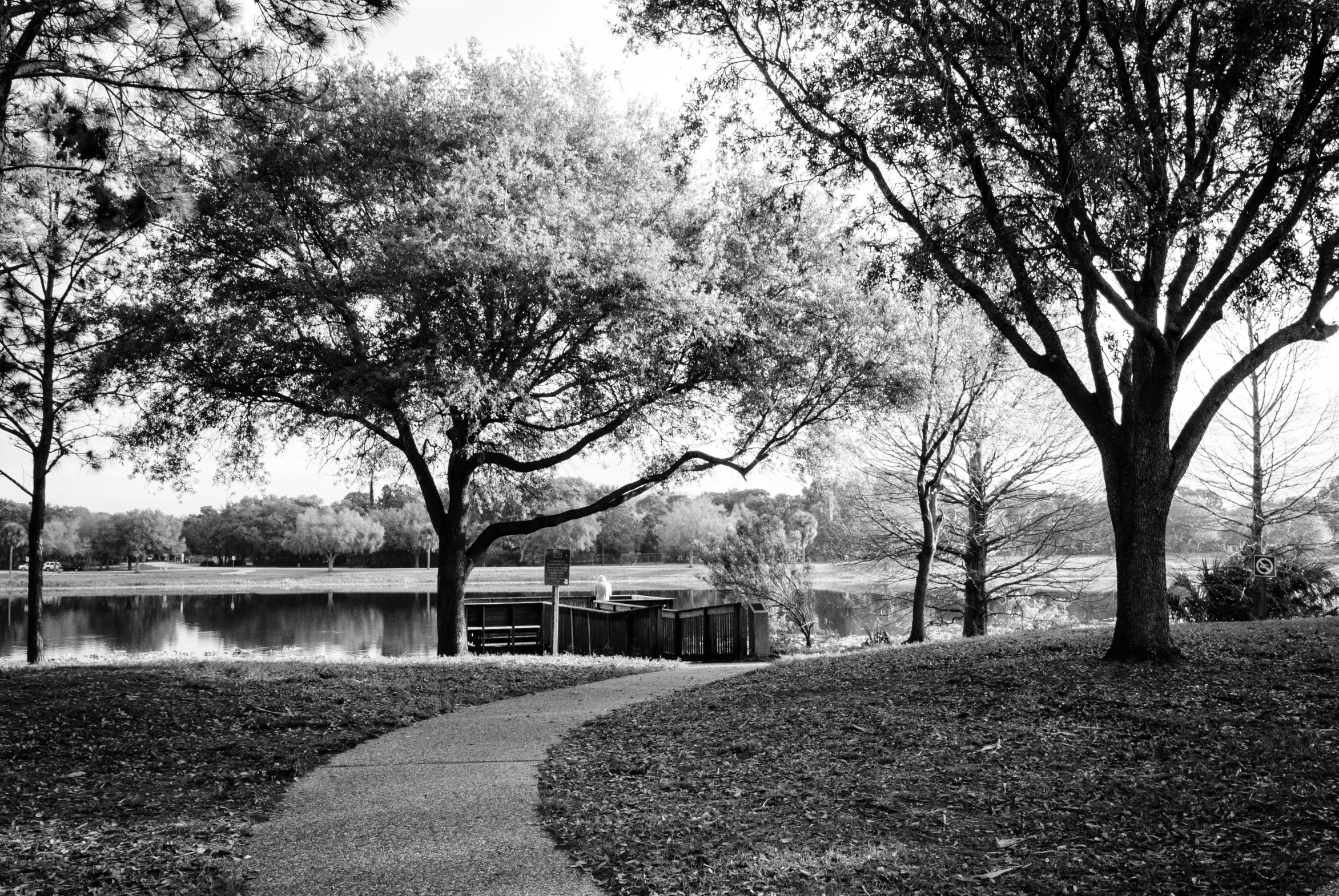 a walk way in front of some trees near a lake