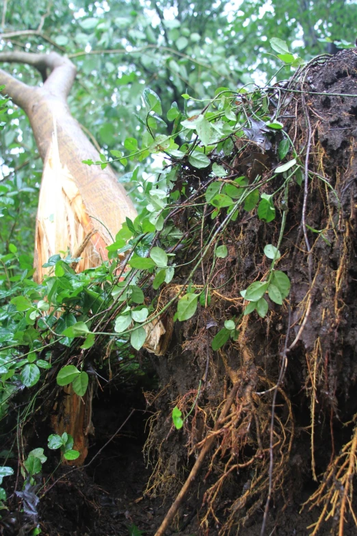 a large tree that has just hit some dirt