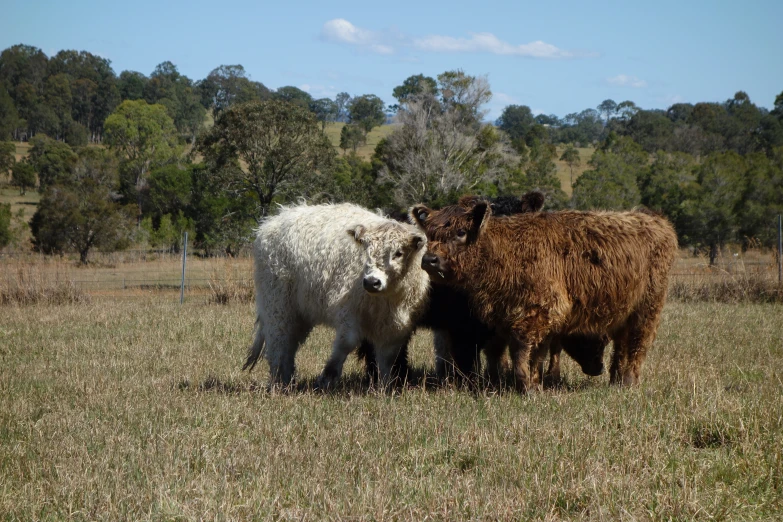 two very big cows are in a field by a forest