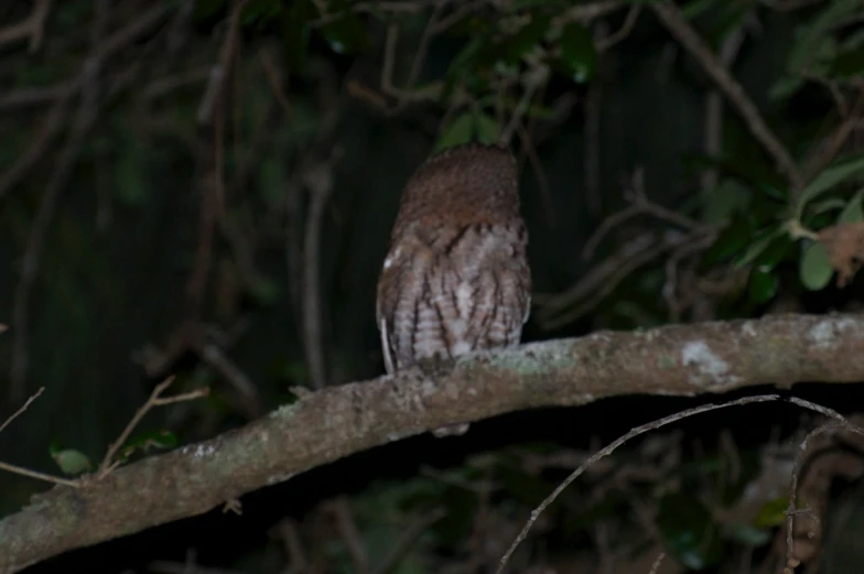 an owl is perched on the nch of a tree