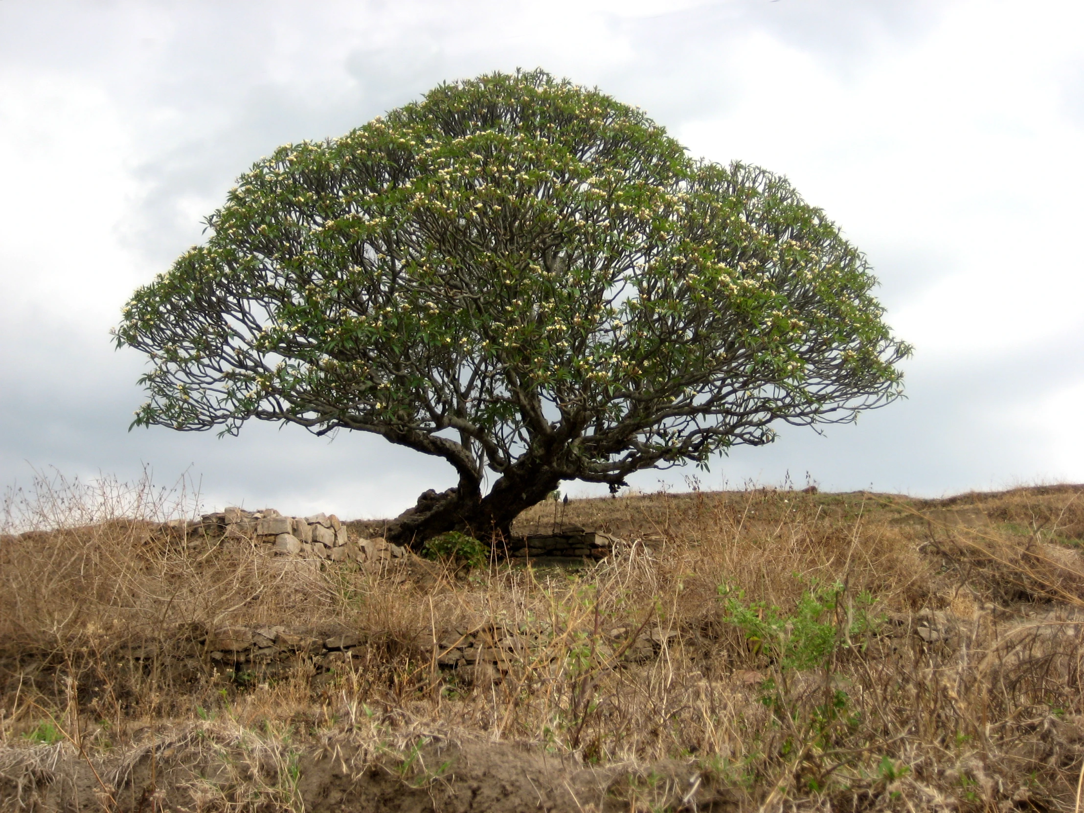 an adult tree sits in the foreground on a hill