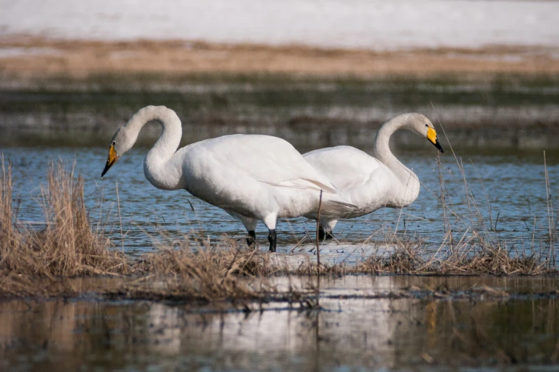 two white birds standing in the water looking in each other's eyes