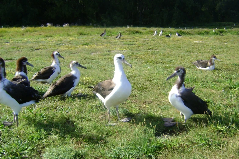 a group of birds in a grassy field
