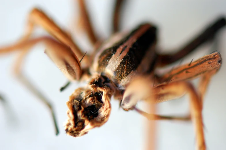 a closeup of a bug or spider on the side of the picture