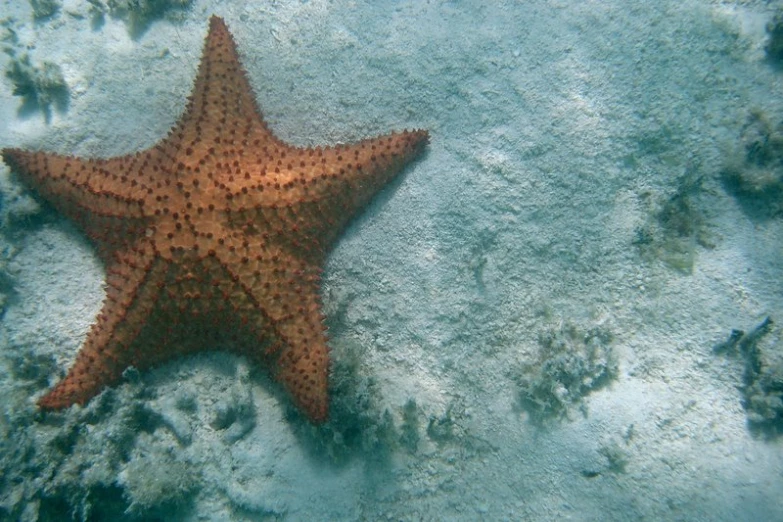 a starfish lying on some white stuff on the ground