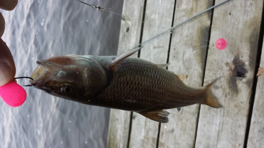 a close up of a fish on a wooden dock