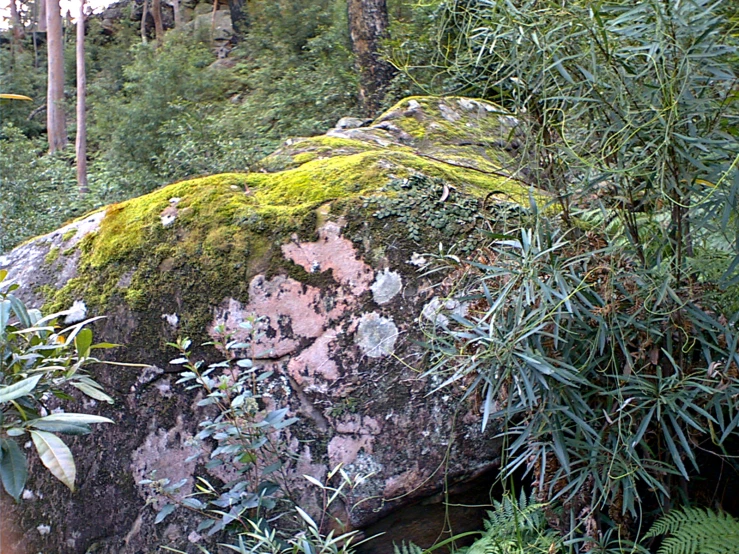 a stone with moss growing all over it