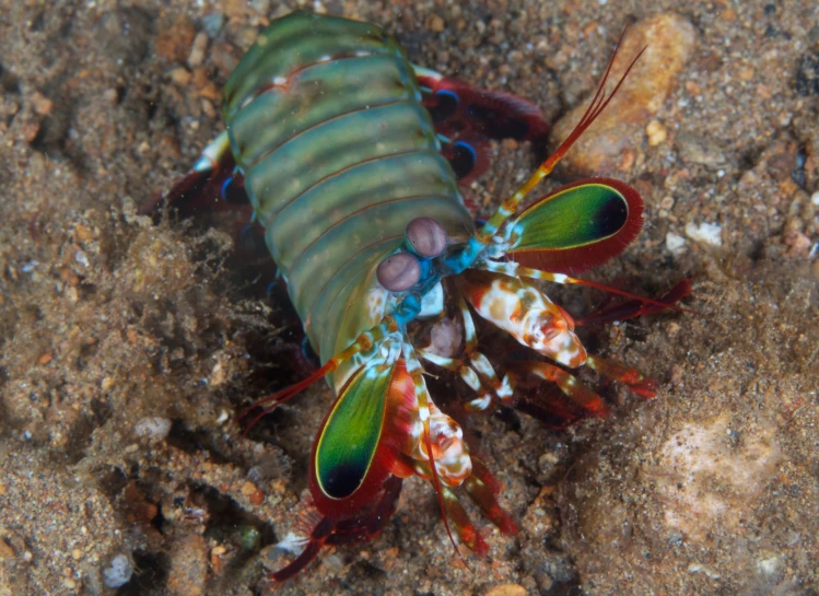 a sea bug with colorful markings laying on sand