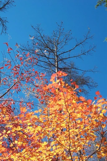 a group of trees in the fall with orange leaves
