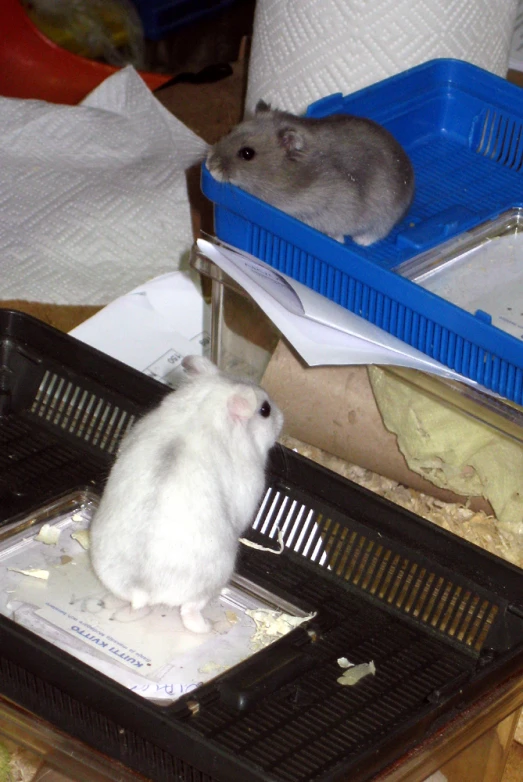 a large white hamster is sitting inside of its enclosure