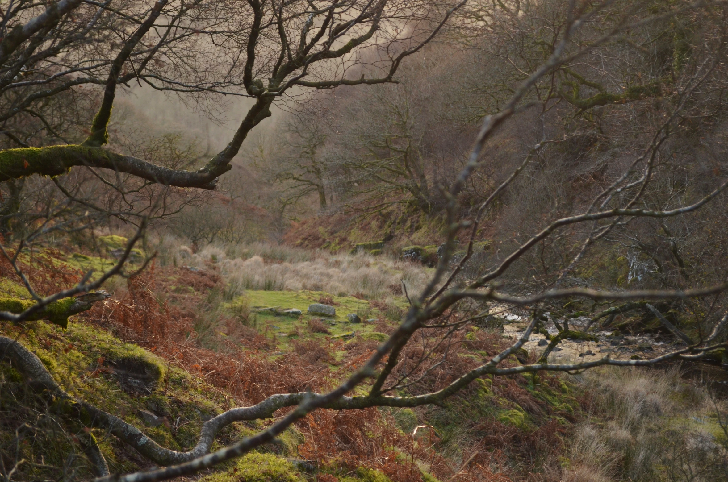 a scenic and wooded area has many trees