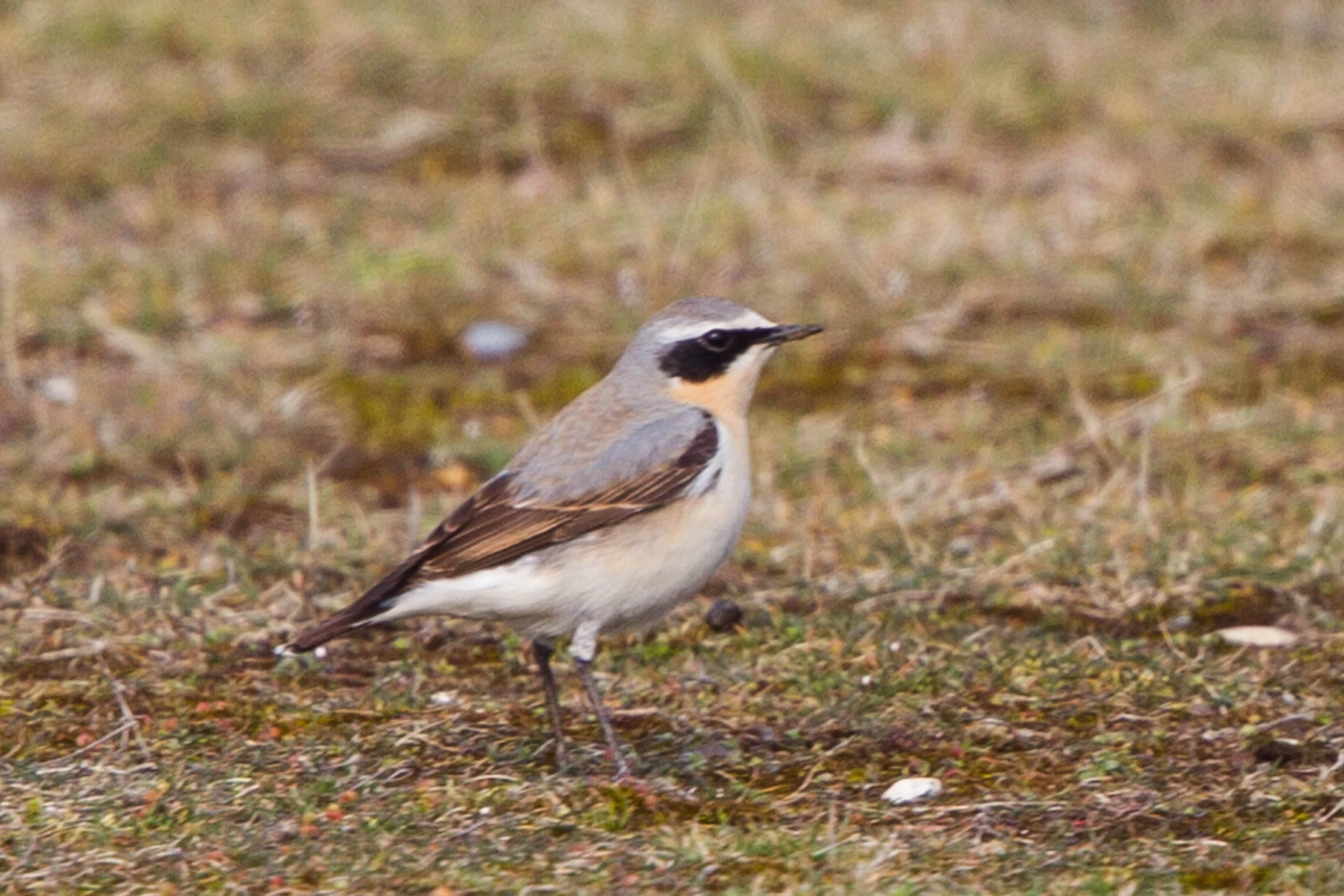 a bird standing in the middle of an open field