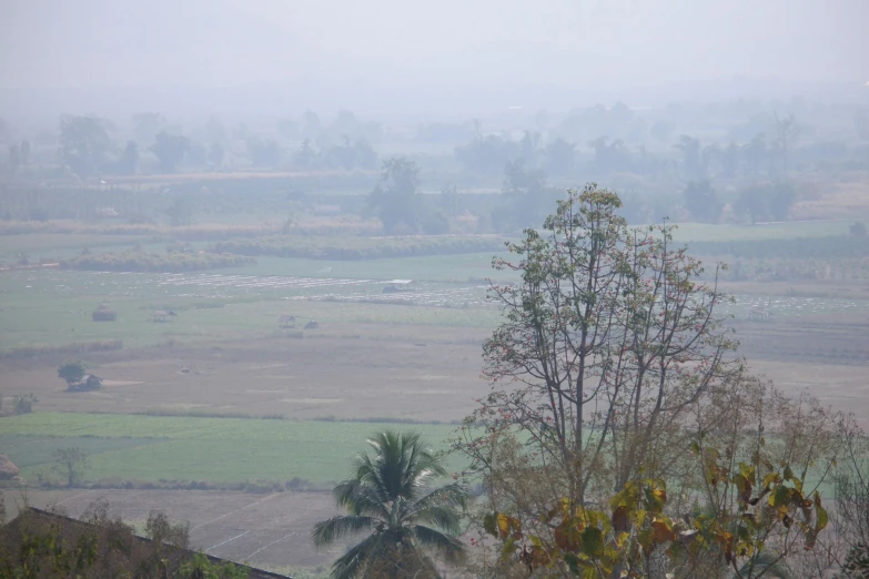 fog covers the land and a single tree