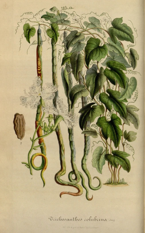 an engraving of plant life and flowers by j w johnson