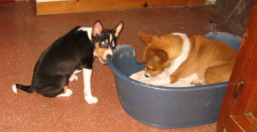 two dogs in a dog bed on the floor