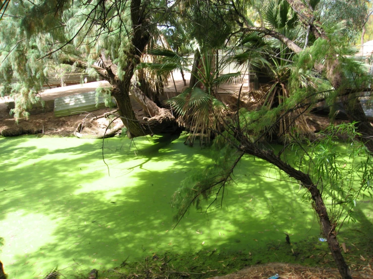 trees with green algae floating in an enclosure