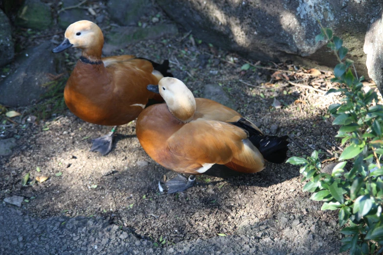 three ducks looking in the same direction