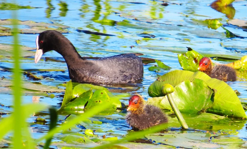 a couple of ducks floating on top of a river