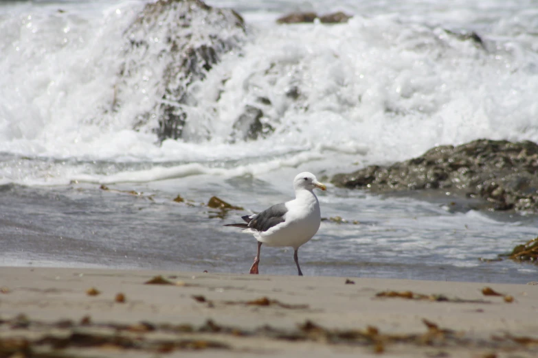 this is an image of a seagull standing on the sand of the beach