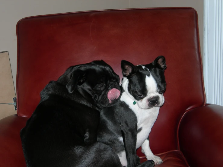 two dogs sitting on a red couch next to each other