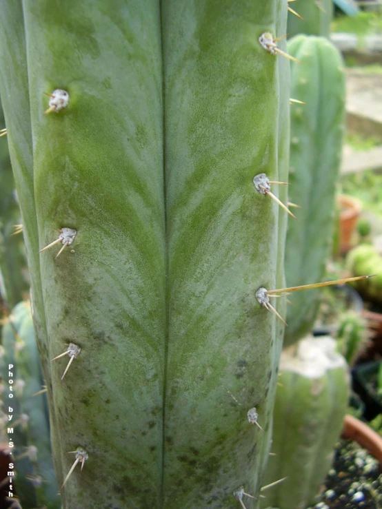 the center of a plant with spikes