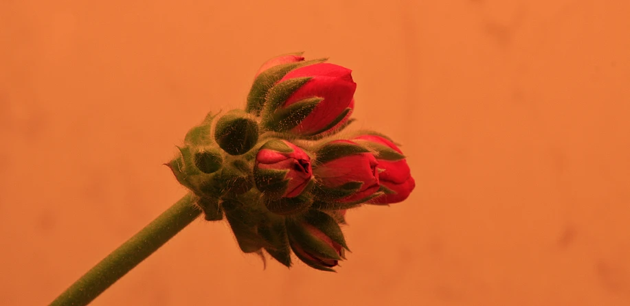a flower bud sits against the background of a light brown wall