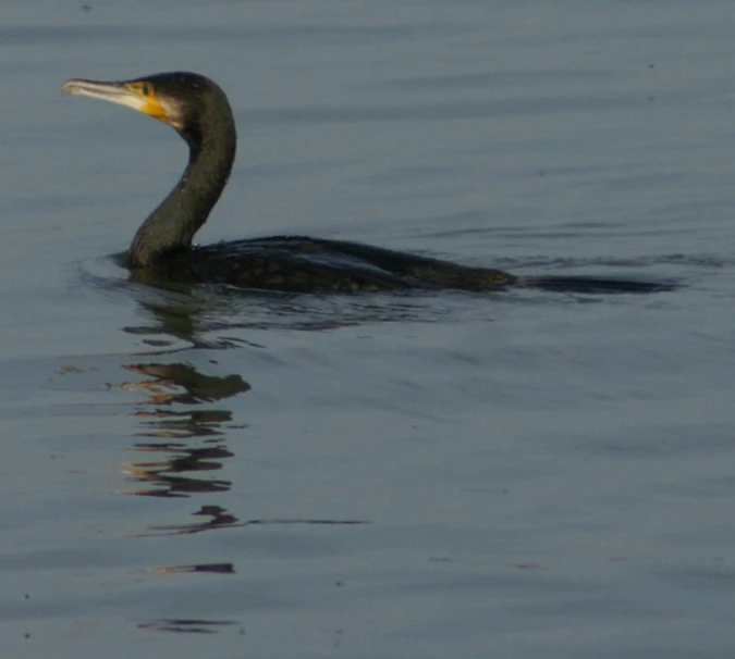 a black bird swimming across water in the ocean