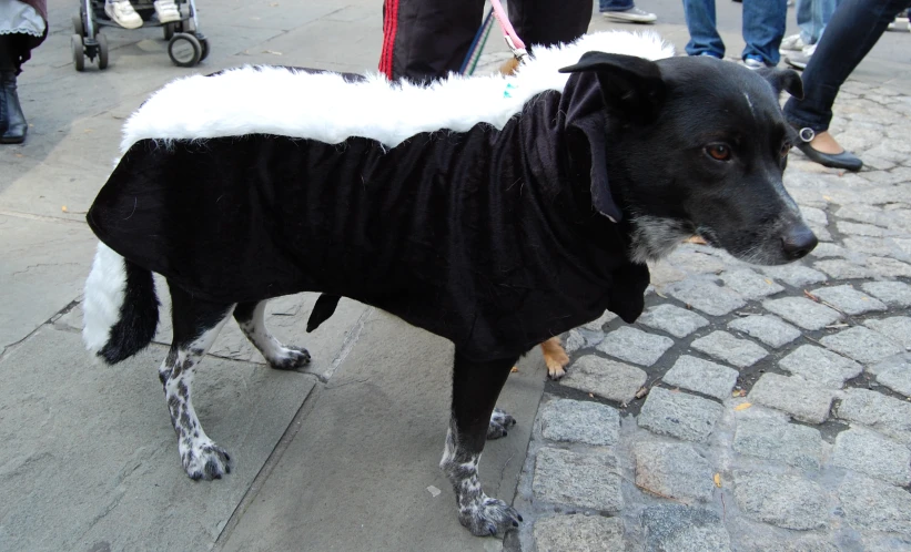 dog dressed in clothes with white fur standing on brick walkway