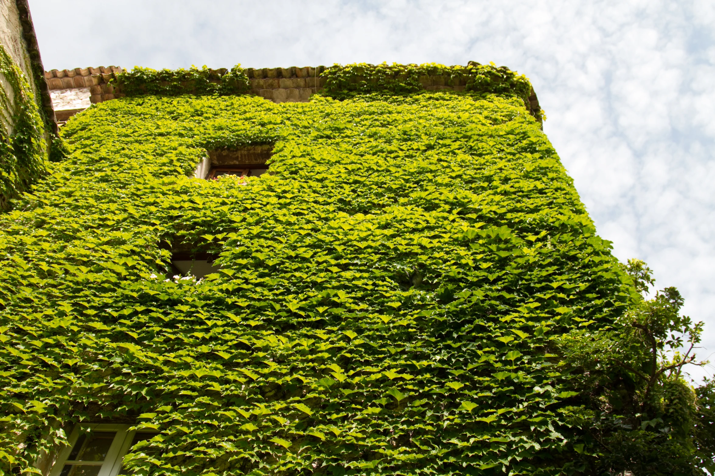 the corner of a building with a tall tower covered in green leaves