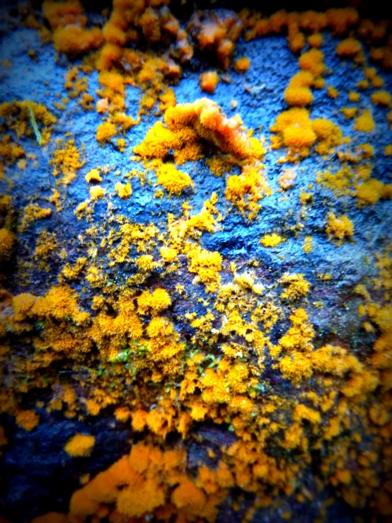 yellow and black substance is spilled over some dirt