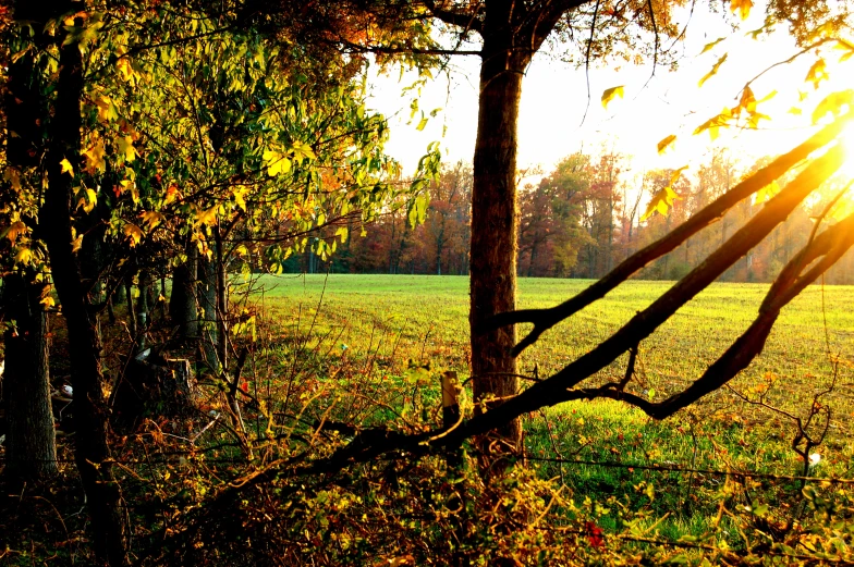 a field covered in grass and trees with the sun peeking through