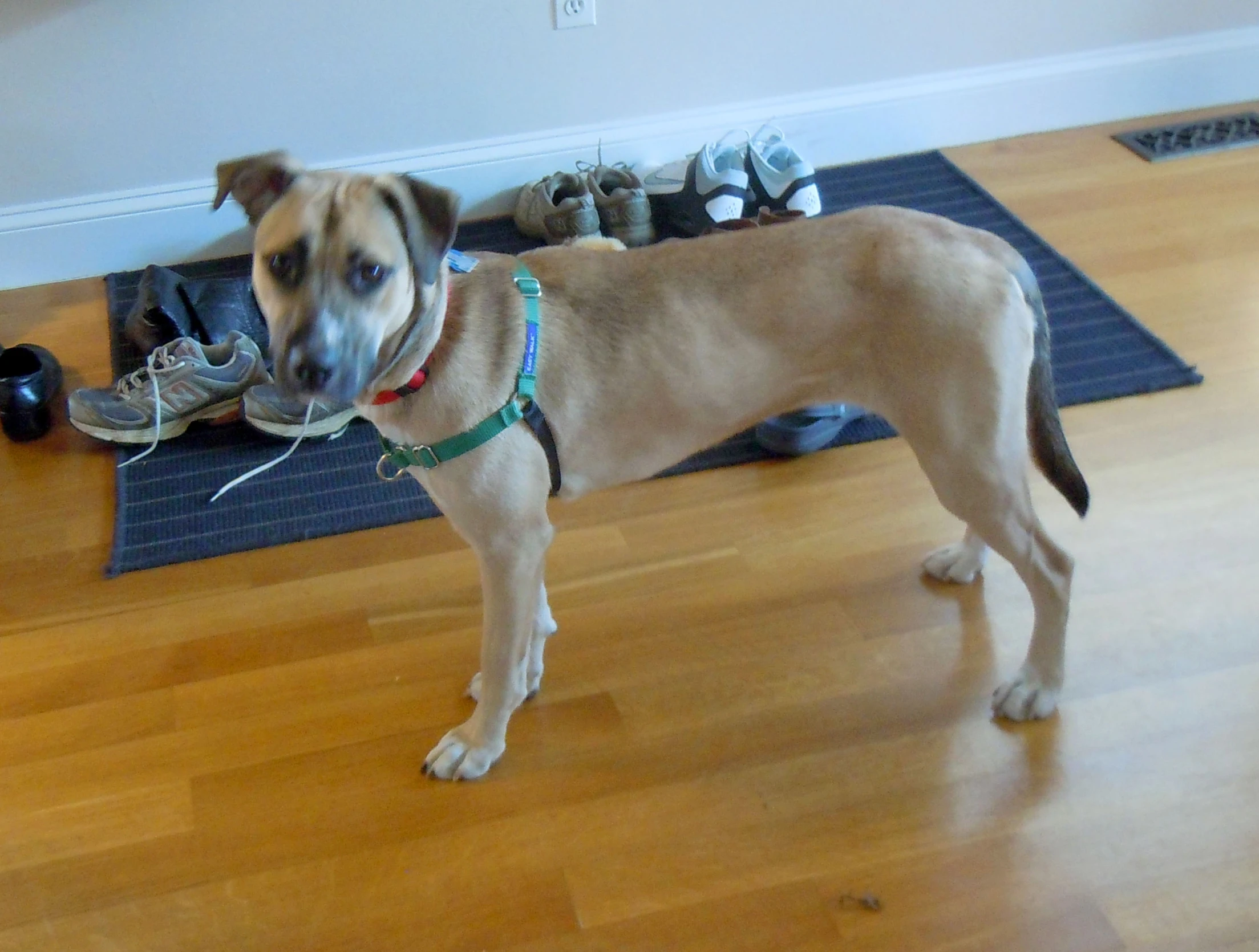 a tan dog stands on top of a hard wood floor