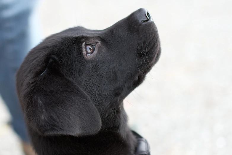 a black puppy looking up and sitting down