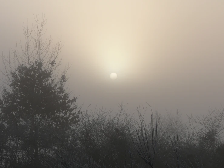 trees in front of fog with the sun in the distance