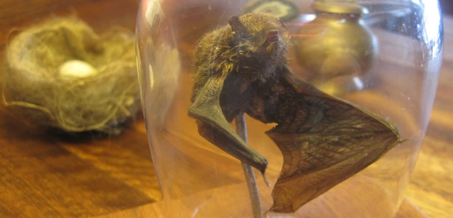a bat is in its glass on the table