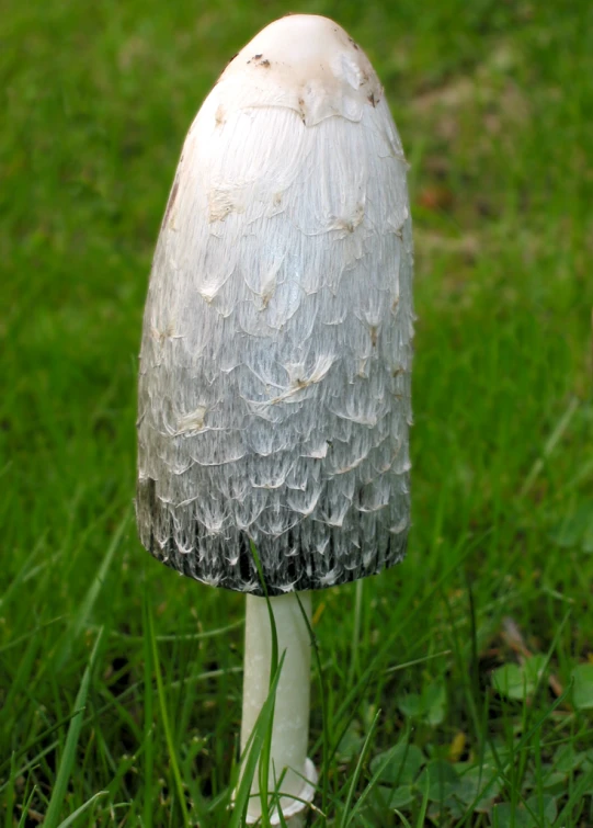 a mushroom in the grass has a large white piece of 