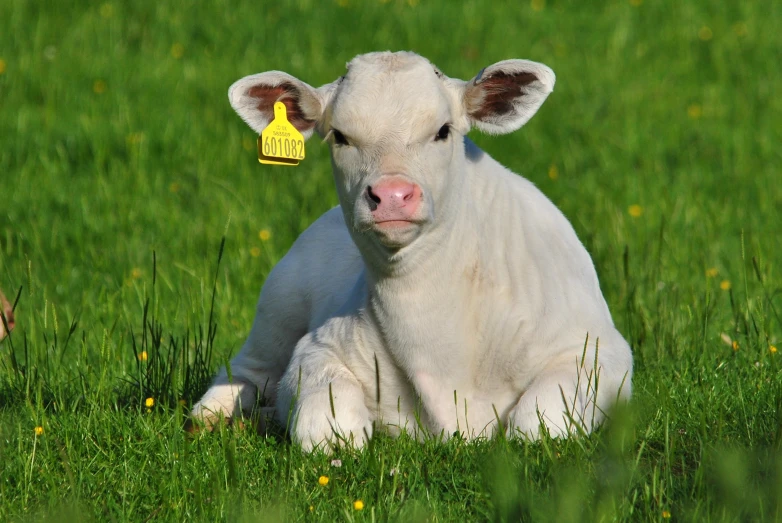 an albino calf with a yellow tag in the grass