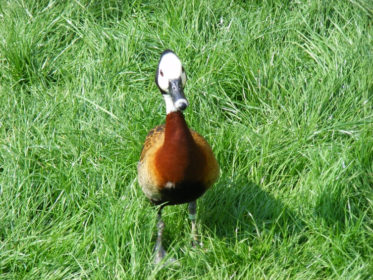 there is a bird walking on the grass