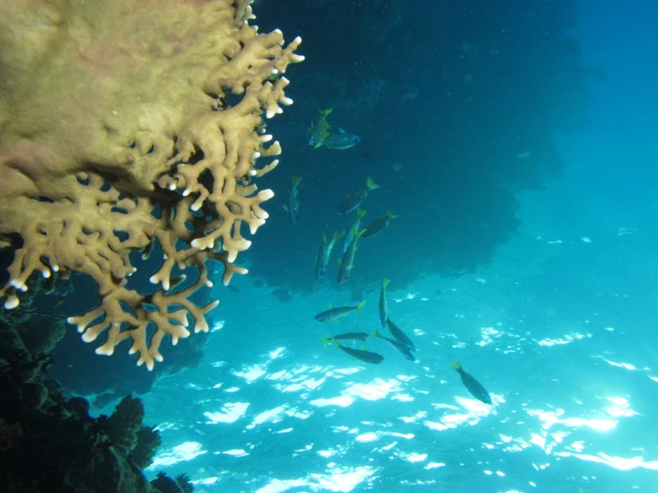 the view from underneath water, of many corals and sea sponge