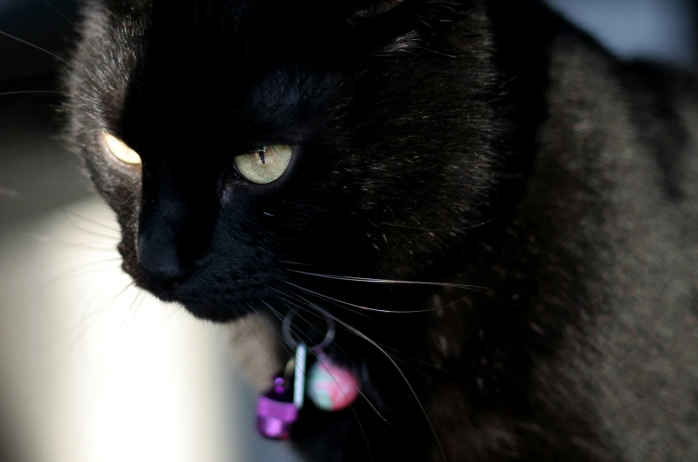 a black cat with a collar is standing