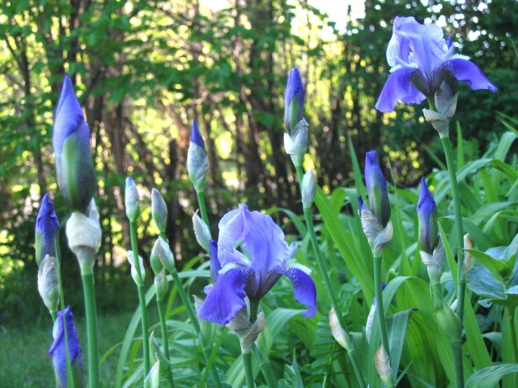 a field with lots of purple and white flowers