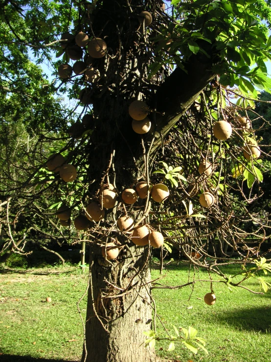 some fruit is growing on the nch of a tree