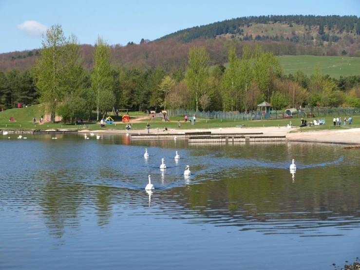 several swans floating in the water on the edge of a lake