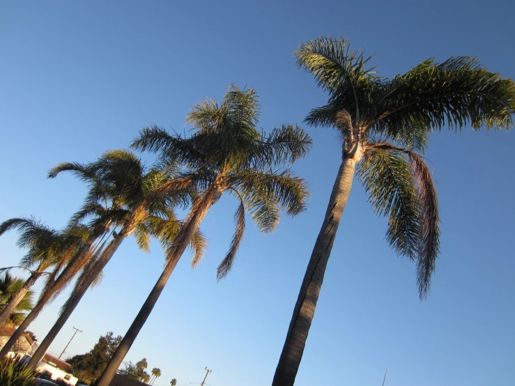 palm trees on a clear day with blue sky